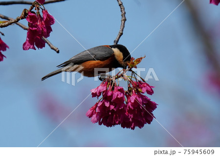 青空をバックに満開に咲く寒緋桜の花の蜜をヤマガラが吸う 青空をバックに満開に咲く寒緋桜の花の蜜をヤマガラが吸う 75945609
