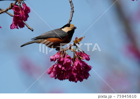 青空をバックに満開に咲く寒緋桜の花の蜜をヤマガラが吸う 青空をバックに満開に咲く寒緋桜の花の蜜をヤマガラが吸う 75945610