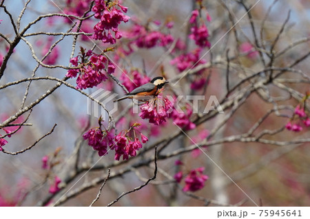 青空をバックに満開に咲く寒緋桜の花の蜜をヤマガラが吸う 青空をバックに満開に咲く寒緋桜の花の蜜をヤマガラが吸う 75945641