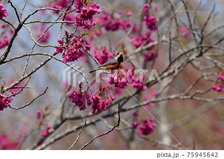 青空をバックに満開に咲く寒緋桜の花の蜜をヤマガラが吸う 75945642