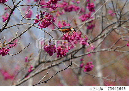 青空をバックに満開に咲く寒緋桜の花の蜜をヤマガラが吸う 75945643