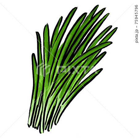 ニラ 韮 野菜 イラスト ニラ 韮 野菜 イラスト 75945796