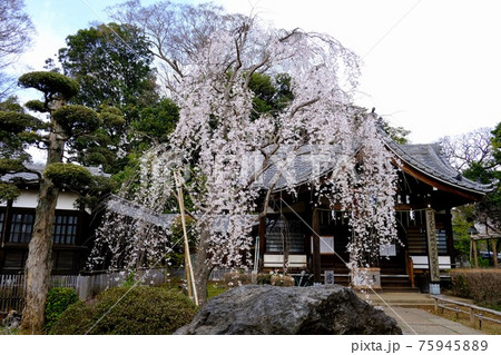 しだれ桜 しだれ桜 75945889