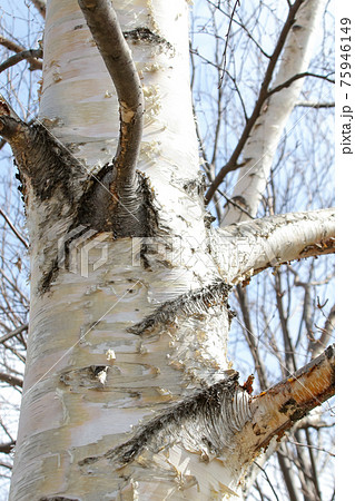白樺, しらかば、木、樹木,自然, 植物, シラカバ, 公園、花粉 75946149