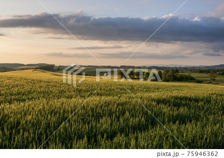 夏の美瑛町美馬牛 夕日に照らされた麦畑の風景 75946362
