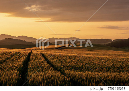 夏の美瑛町美馬牛 夕日に照らされた麦畑の風景 75946363