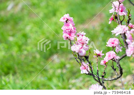 春の花木 ピンクの花桃の写真素材