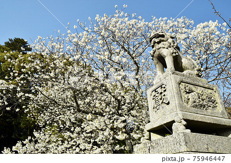 指月公園のミドリヨシノ 指月公園のミドリヨシノ 75946447