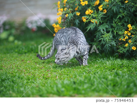 Cats walking on the garden 75946453
