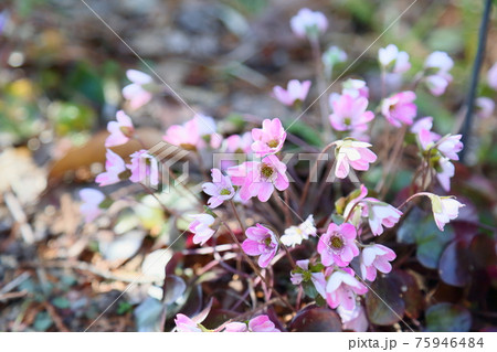 オオミスミソウの花 オオミスミソウの花 75946484