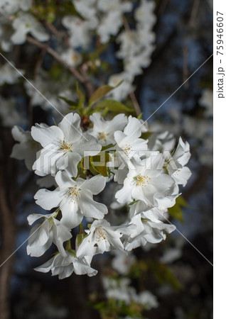 山桜　白い桜の花　白いサクラ 75946607