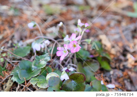 オオミスミソウの花 オオミスミソウの花 75946734