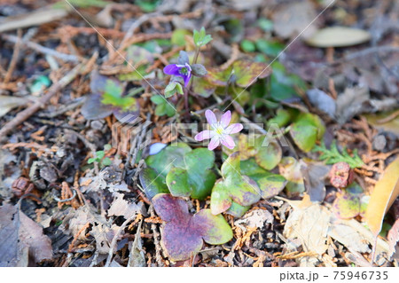 オオミスミソウの花 オオミスミソウの花 75946735