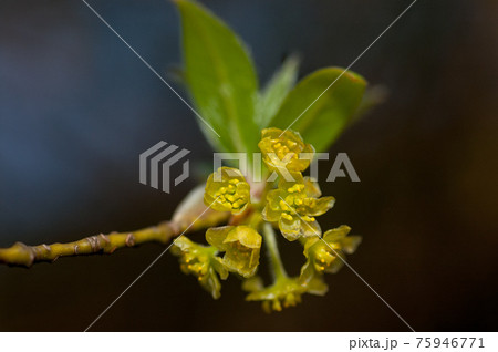 クロモジの花　黒文字　マクロ撮影 75946771