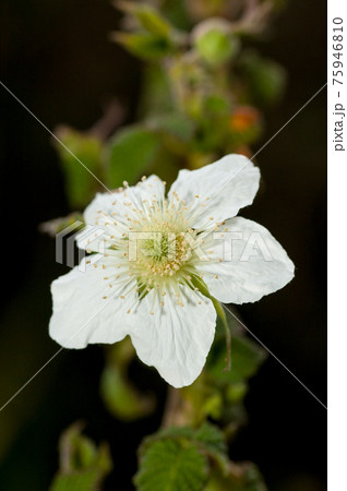 野ばら　のいばらの花 75946810