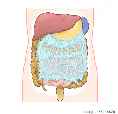 肝臓 胃 大腸 大網のイラストのイラスト素材