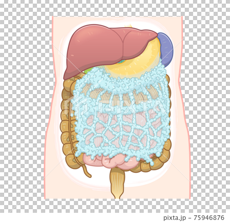 肝臓、胃、大腸、大網のイラスト 75946876