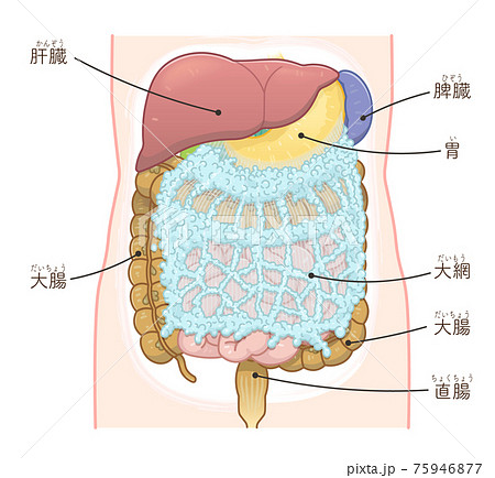 肝臓 胃 大腸 大網のイラスト テキスト付き のイラスト素材