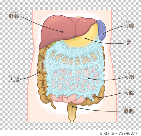 肝、胃、大腸、大網膜插圖（附文字） 75946877
