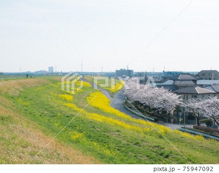 菜の花と桜並木と東京スカイツリー 75947092