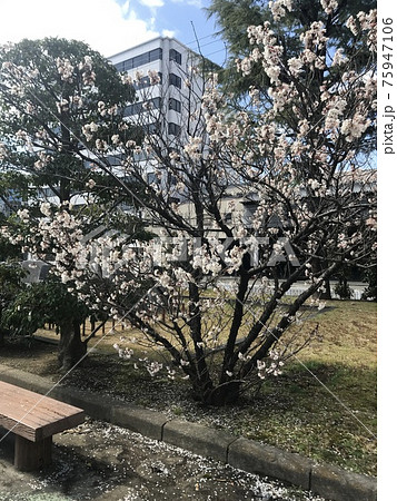 ビルの中の梅 ビルの中の梅 75947106