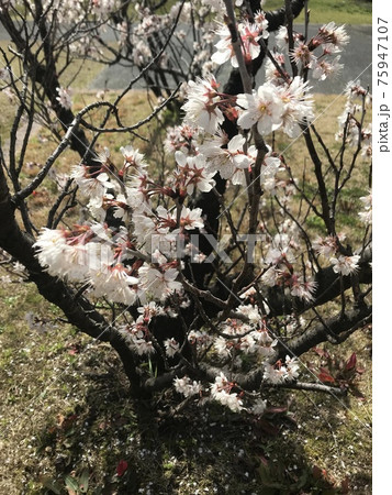 春の梅満開 春の梅満開 75947107
