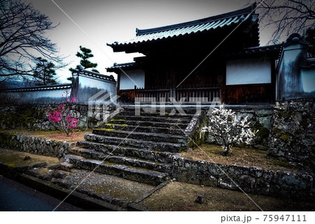 お寺の門と梅 お寺の門と梅 75947111