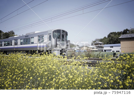 黄色い花と電車 75947116