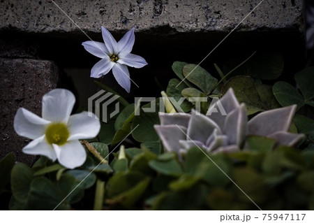 庭に咲く小さい白い花 庭に咲く小さい白い花 75947117