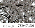 見渡す限りいっぱいの桜 75947139