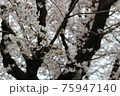 見上げたら桜満開 75947140