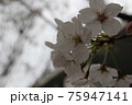 桜が咲いた 75947141