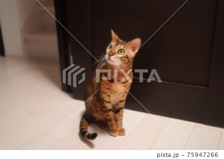 ヒョウ柄がとても綺麗なまだあどけない顔のベンガル 75947266