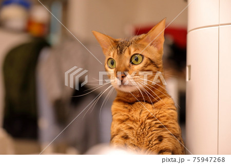 ヒョウ柄がとても綺麗なまだあどけない顔のベンガル ヒョウ柄がとても綺麗なまだあどけない顔のベンガル 75947268