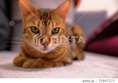 ヒョウ柄がとても綺麗なまだあどけない顔のベンガル 75947271