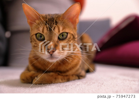 ヒョウ柄がとても綺麗なまだあどけない顔のベンガル 75947273