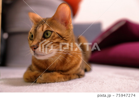 ヒョウ柄がとても綺麗なまだあどけない顔のベンガル 75947274