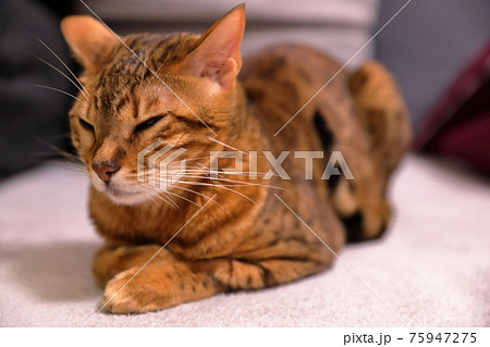 ヒョウ柄がとても綺麗なまだあどけない顔のベンガル 75947275