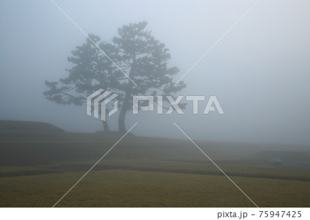 風景 霧 木 75947425