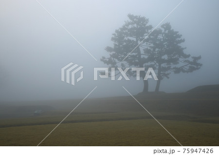 霧 木 樹木 75947426