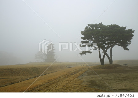 風景 霧 木 75947453