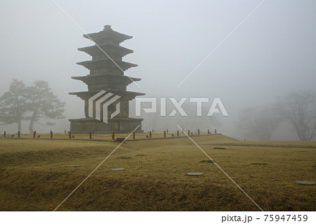 霧 木 樹木 75947459