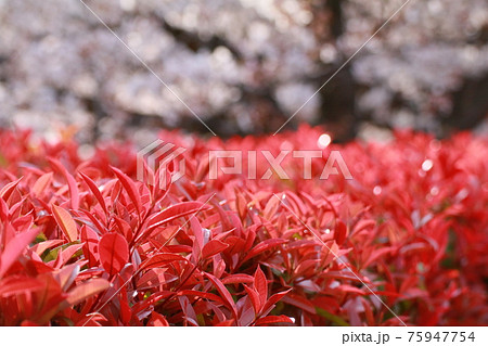 レッドロビン 75947754