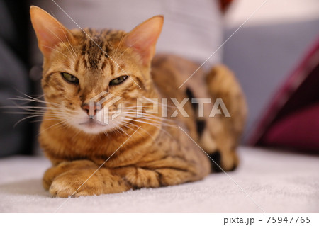 ヒョウ柄がとても綺麗なまだあどけない顔のベンガル 75947765