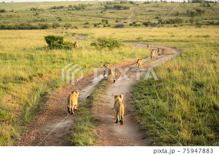 ケニア セレンゲティを旅するライオン家族 75947883