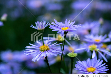 京都市左京区久多地域の夏の風物詩『北山友禅菊』を撮影 75948000