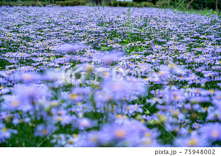 京都市左京区久多地域の夏の風物詩『北山友禅菊』を撮影 75948002