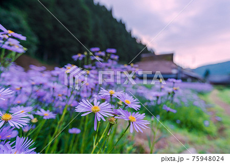 京都市左京区久多地域の夏の風物詩『北山友禅菊』を撮影 75948024