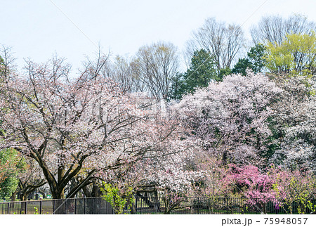 東京都　小金井公園　桜の園　満開の桜　さくら名勝百選 75948057
