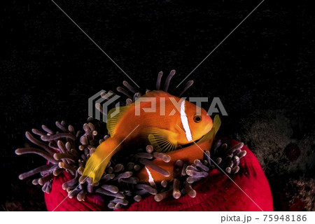 クマノミイソギンチャク 75948186